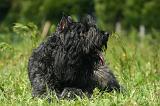 BOUVIER DES FLANDRES 510
